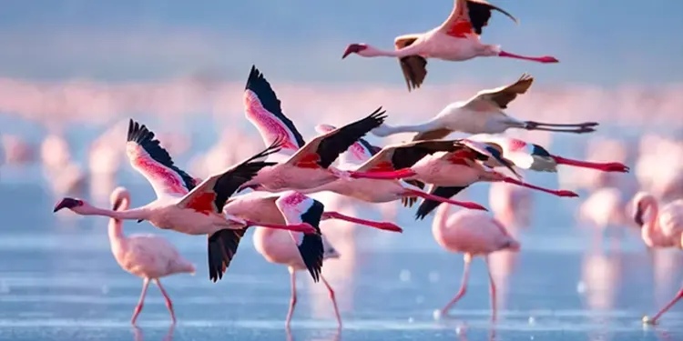best safari in tanzania Flamingo - lake manyara