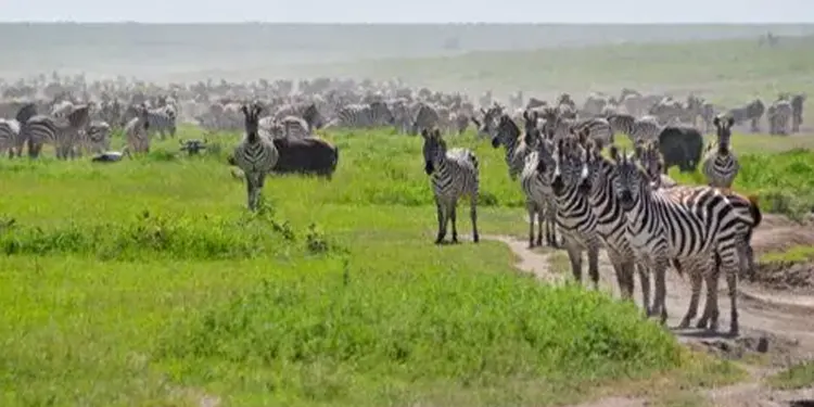 ngorongoro crater 5 day safari tanzania