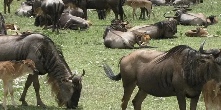 ngorongoro crater tanzania safari national park