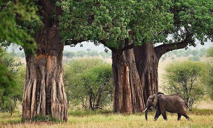 5 FIVE DAY NORTHERN CIRCUIT SAFARI