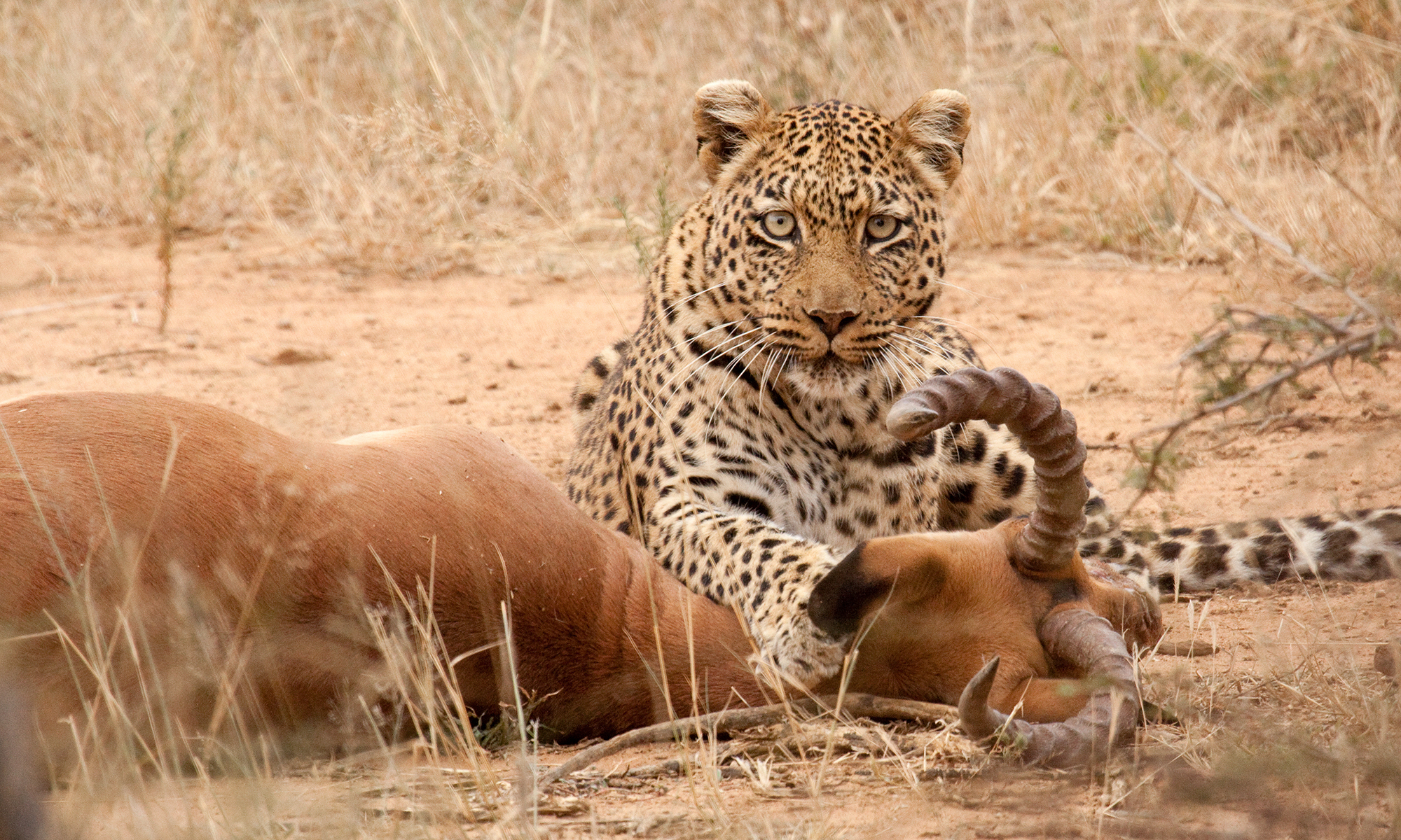BIG FIVE IN TANZANIA