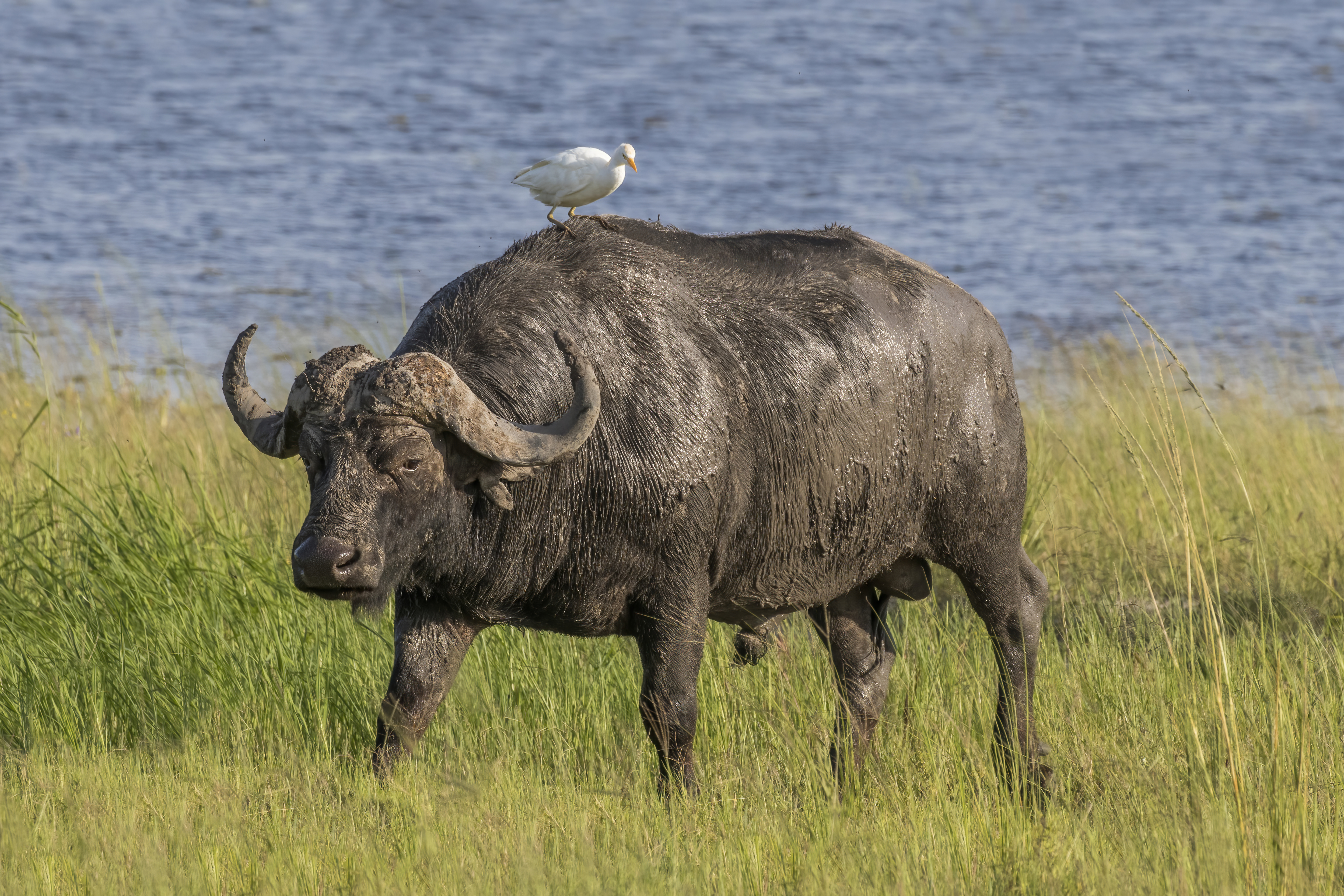 BIG FIVE TANZANIA SAFARI