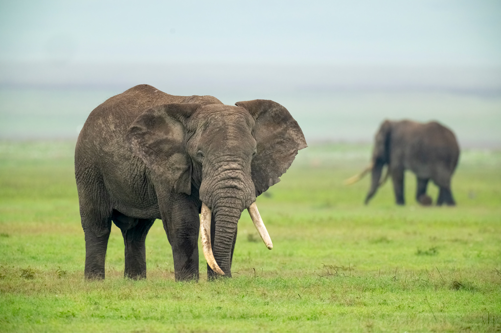 TANZANIA SAFARI AND BEACH ESCAPE