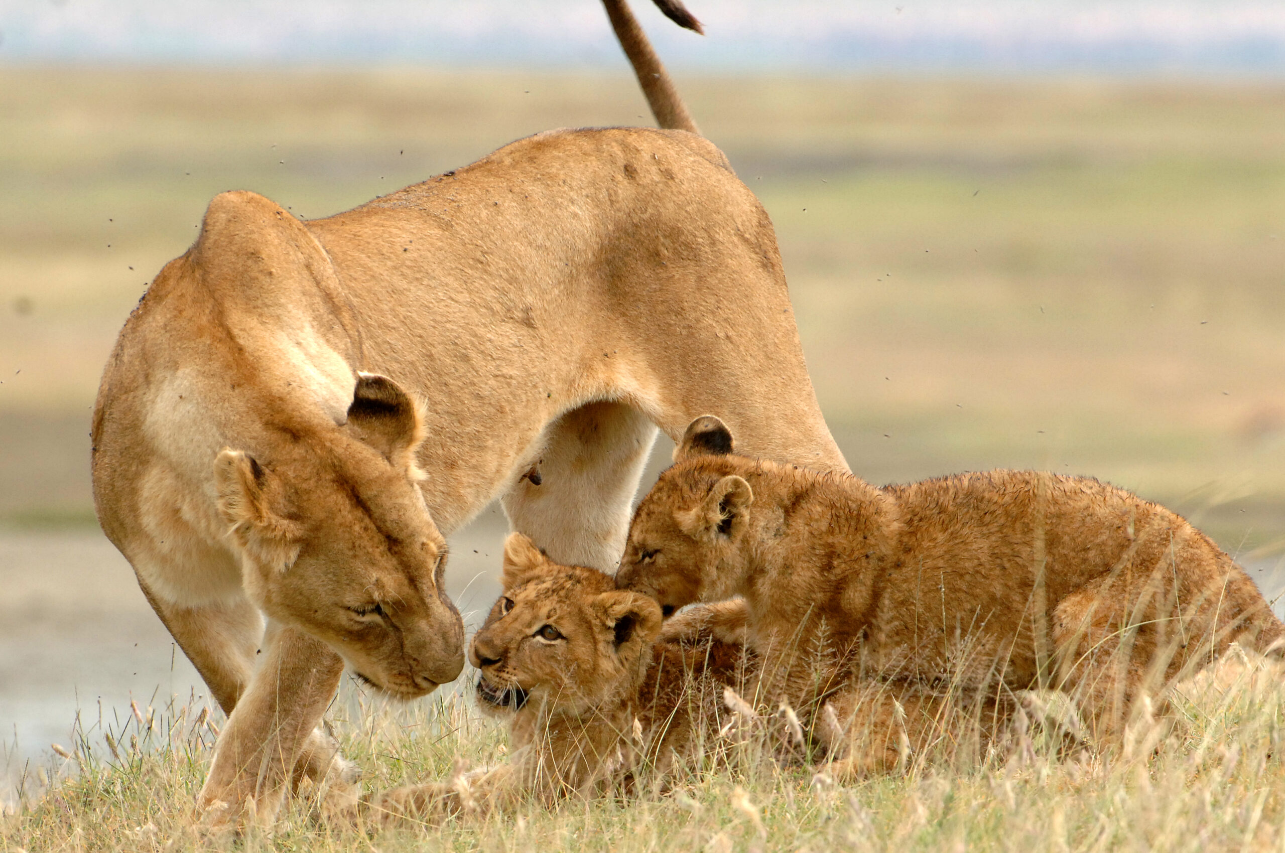 NGORONGORO SAFARI