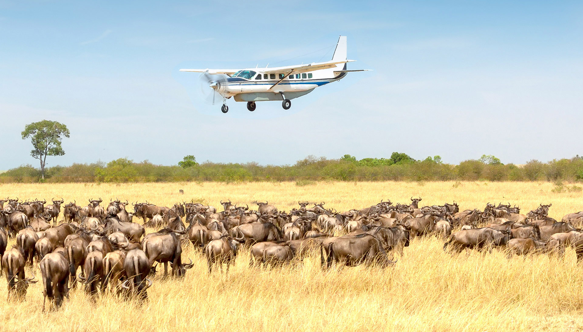 Fly In Serengeti Safari Fly In Serengeti Safari