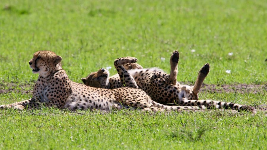 4 Day Joining Safari 4 Day Joining Safari