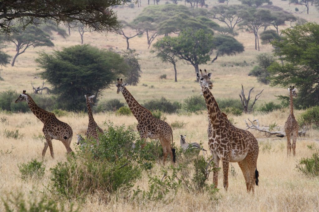 Tarangire_National_Park_on_a_4-day_Tanzania_safari.jpg Tarangire_National_Park_on_a_4-day_Tanzania_safari.jpg