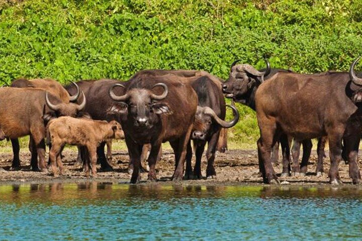 4 Day Private Safari 4 Day Private Safari