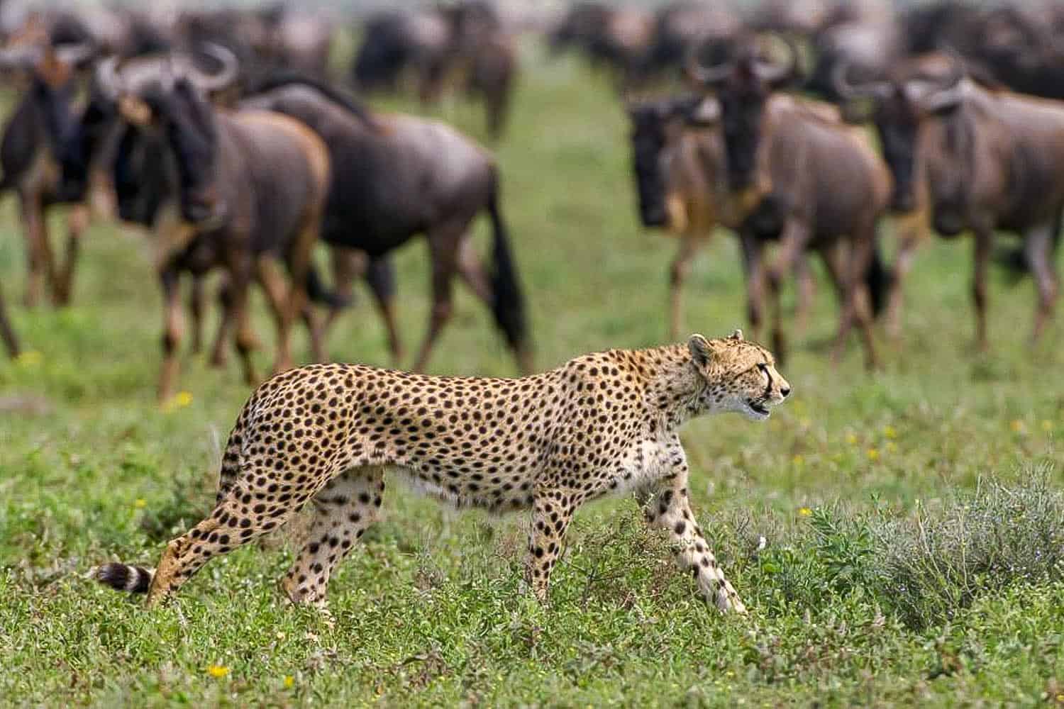 4 Day Private Safari 