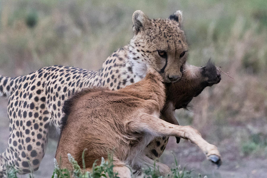 Ndutu Safari for the Great Migration Ndutu Safari for the Great Migration