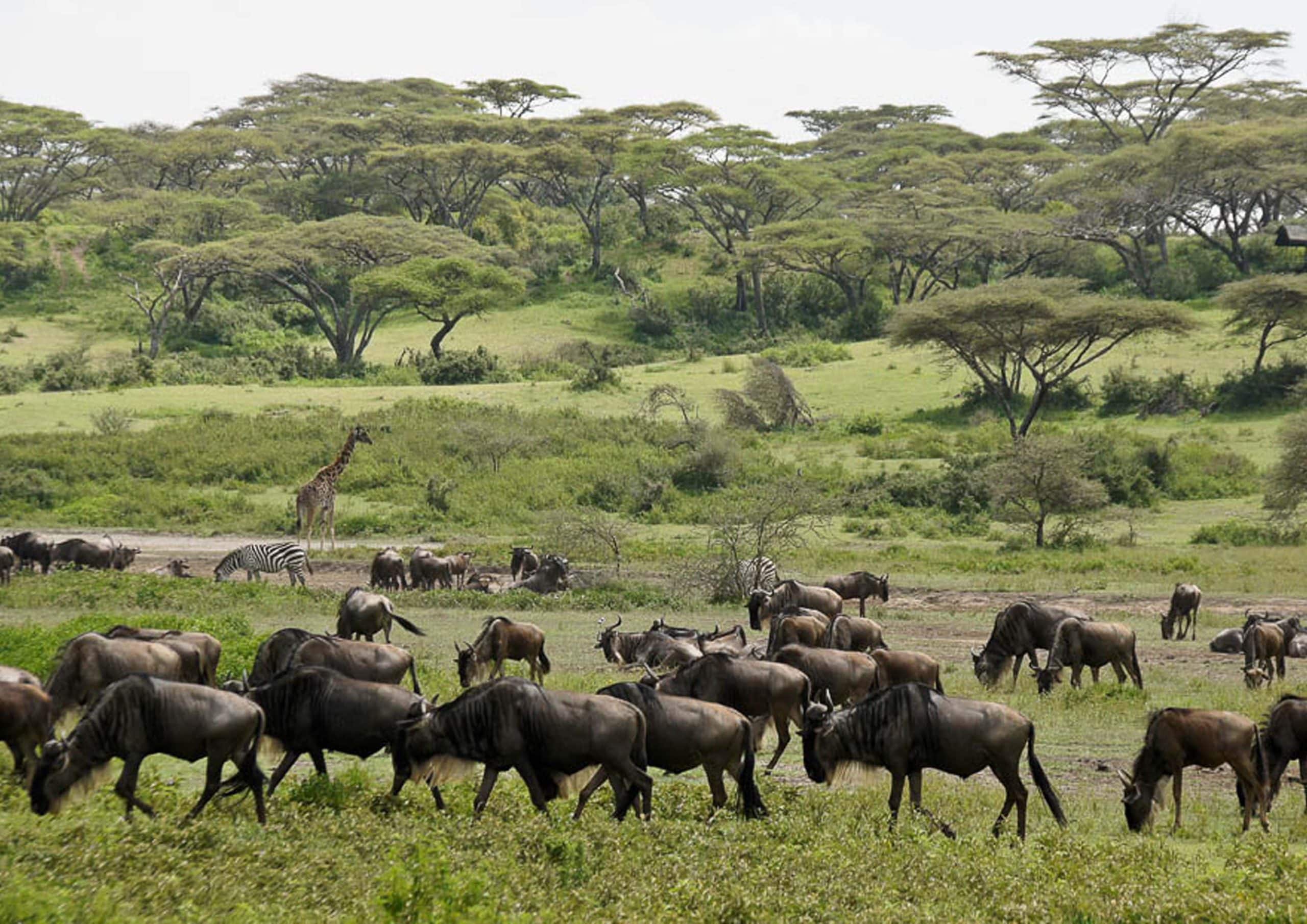 Ndutu safari for the great migration Ndutu safari for the great migration