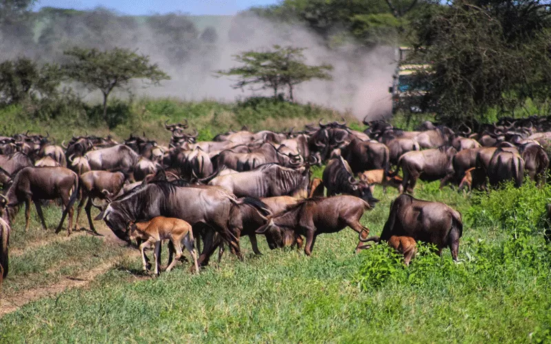 Ndutu Safari for the Great Migration Ndutu Safari for the Great Migration