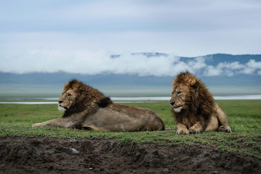 5 Day Ndutu Calving Safari 5 Day Ndutu Calving Safari