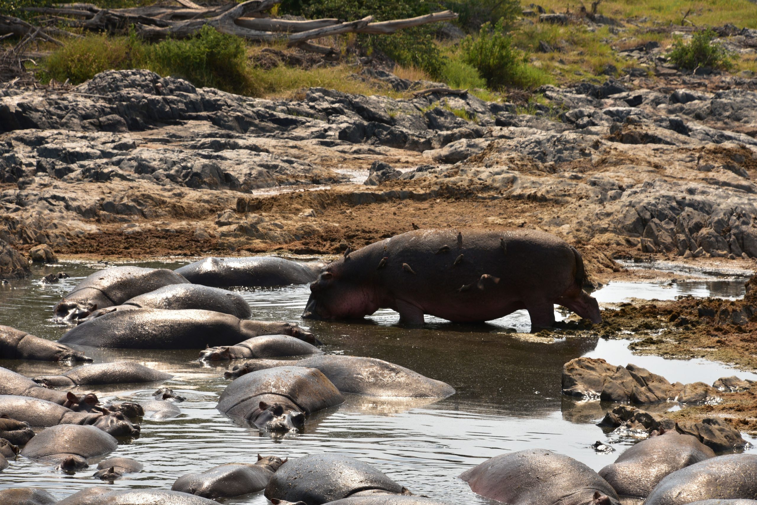 5 Day Private Safari in Serengeti & Ngorongoro 5 Day Private Safari in Serengeti & Ngorongoro