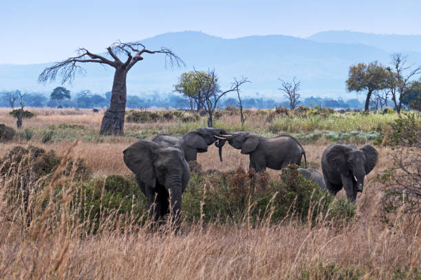 Safari and Beach Holidays in Tanzania Safari and Beach Holidays in Tanzania