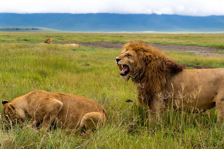 Safari and Beach Holidays in Tanzania Safari and Beach Holidays in Tanzania