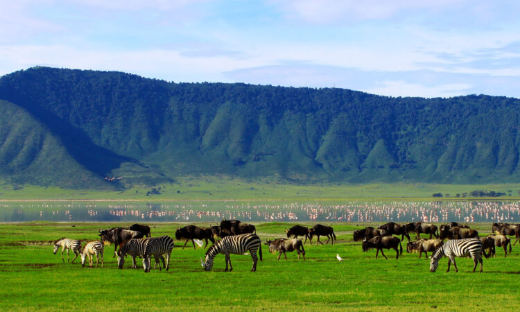 Holiday Safari in Tanzania Packages