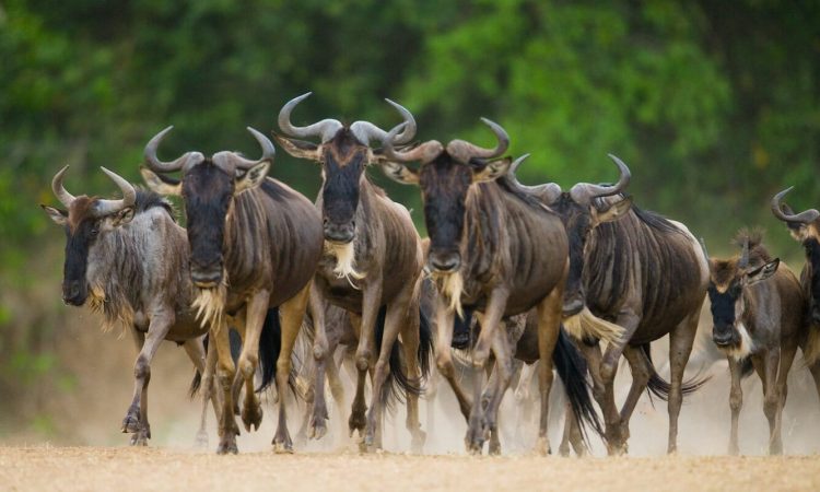 Holiday Safari in Tanzania Packages Holiday Safari in Tanzania Packages