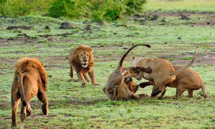 Holiday Safari in Tanzania Packages Holiday Safari in Tanzania Packages