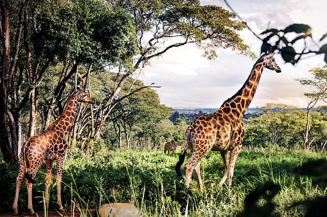 The Best Holiday Safari in Tanzania The Best Holiday Safari in Tanzania
