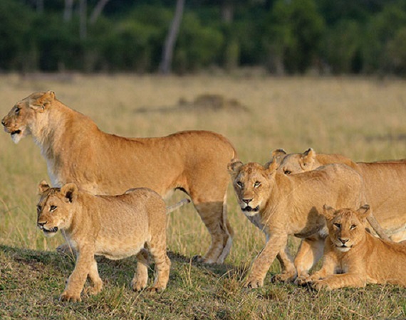 Tanzania Safari Source’s 1 Week Holiday Family Escape Tanzania Safari Source’s 1 Week Holiday Family Escape
