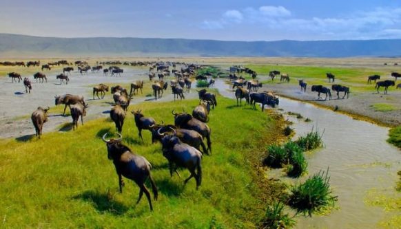 Best Holiday Safari in Tanzania Best Holiday Safari in Tanzania