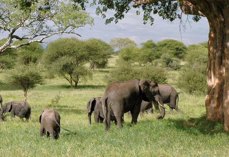 Best Holiday Safari in Tanzania Best Holiday Safari in Tanzania