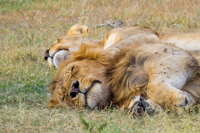 Holiday Safari in Tanzania Prices Holiday Safari in Tanzania Prices