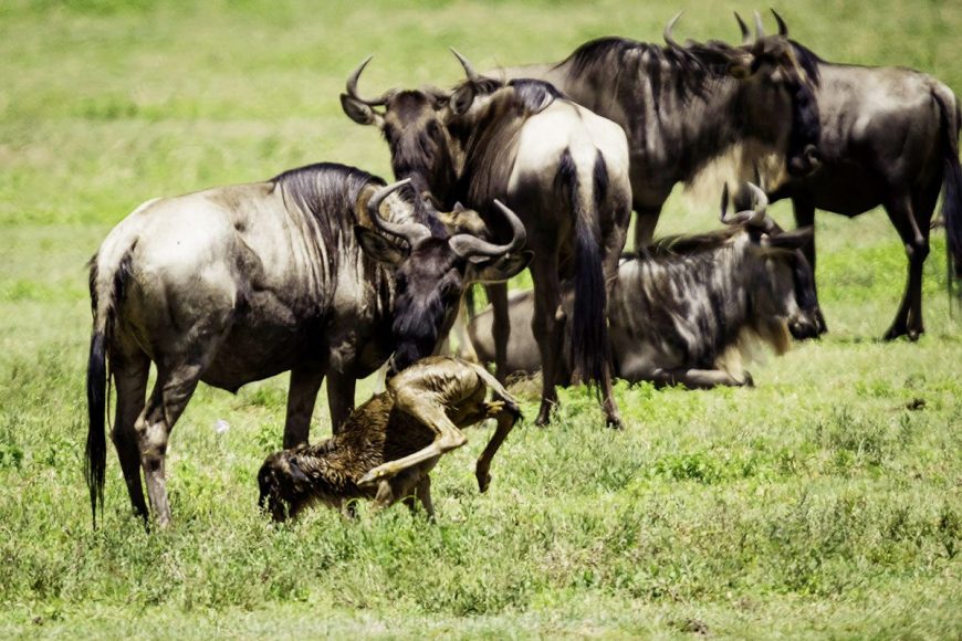 Tanzania Safari Itinerary  This Season