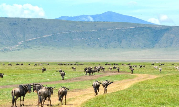 Tanzania Safari Itinerary This Season Tanzania Safari Itinerary This Season