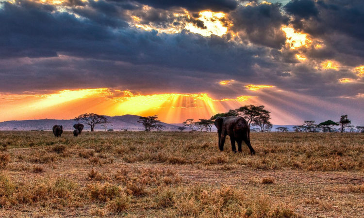 Tanzania Safari from Zanzibar