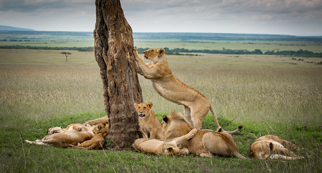 Tanzania Safari from Zanzibar