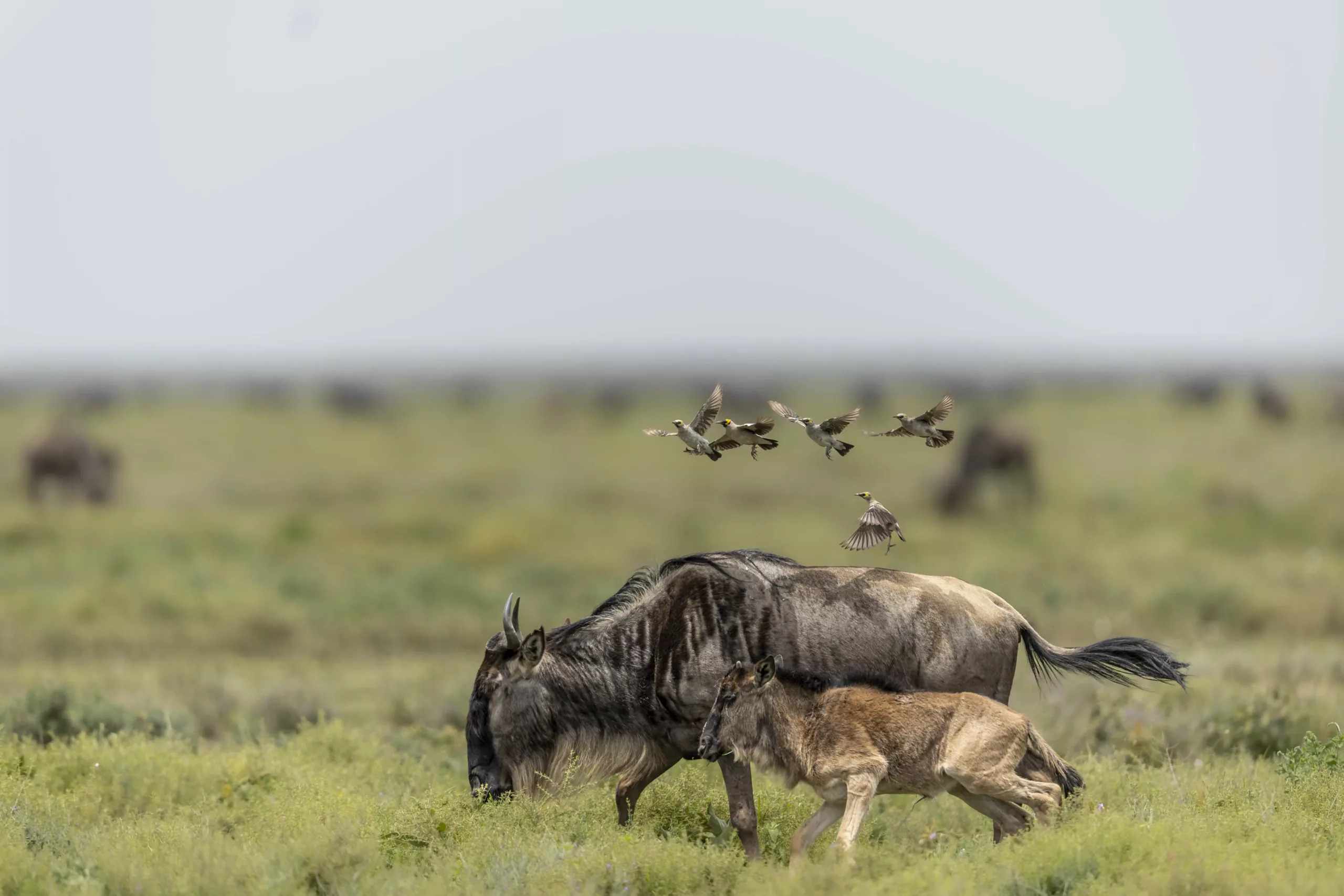 Untamed Beauty of Ndutu Safari with Tanzania Safari Source
