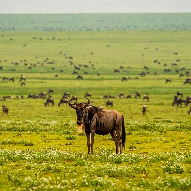 Untamed Beauty of Ndutu Safari with Tanzania Safari Source Untamed Beauty of Ndutu Safari with Tanzania Safari Source