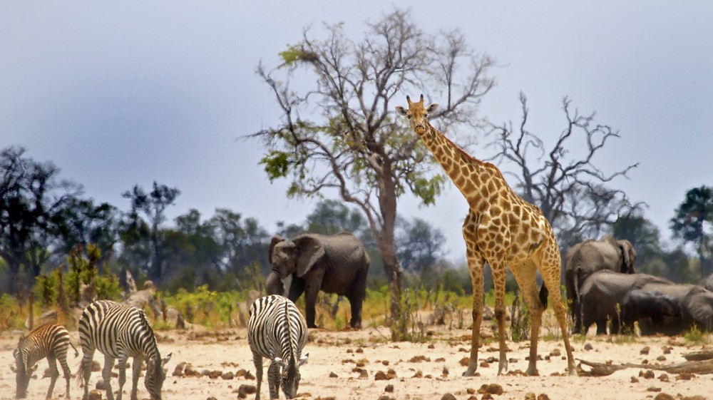 A Serengeti Holiday A Serengeti Holiday