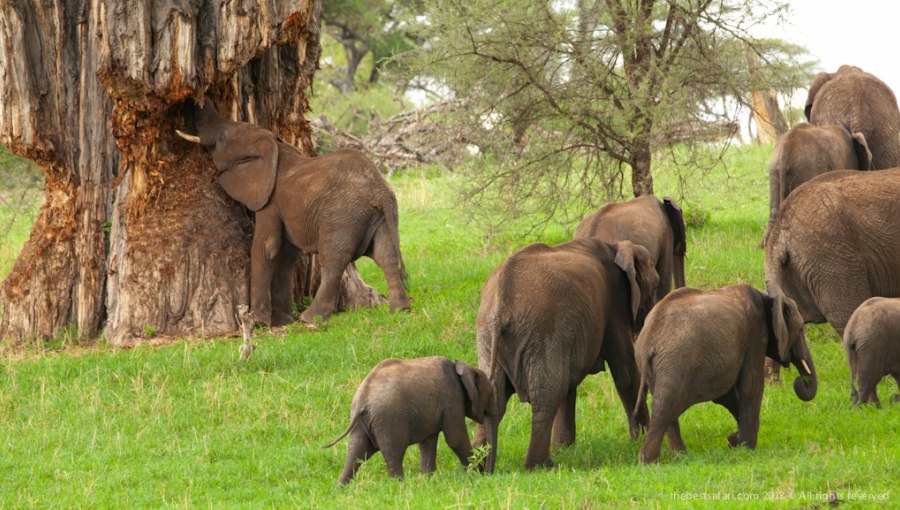 Family Safari Holidays in Tanzania