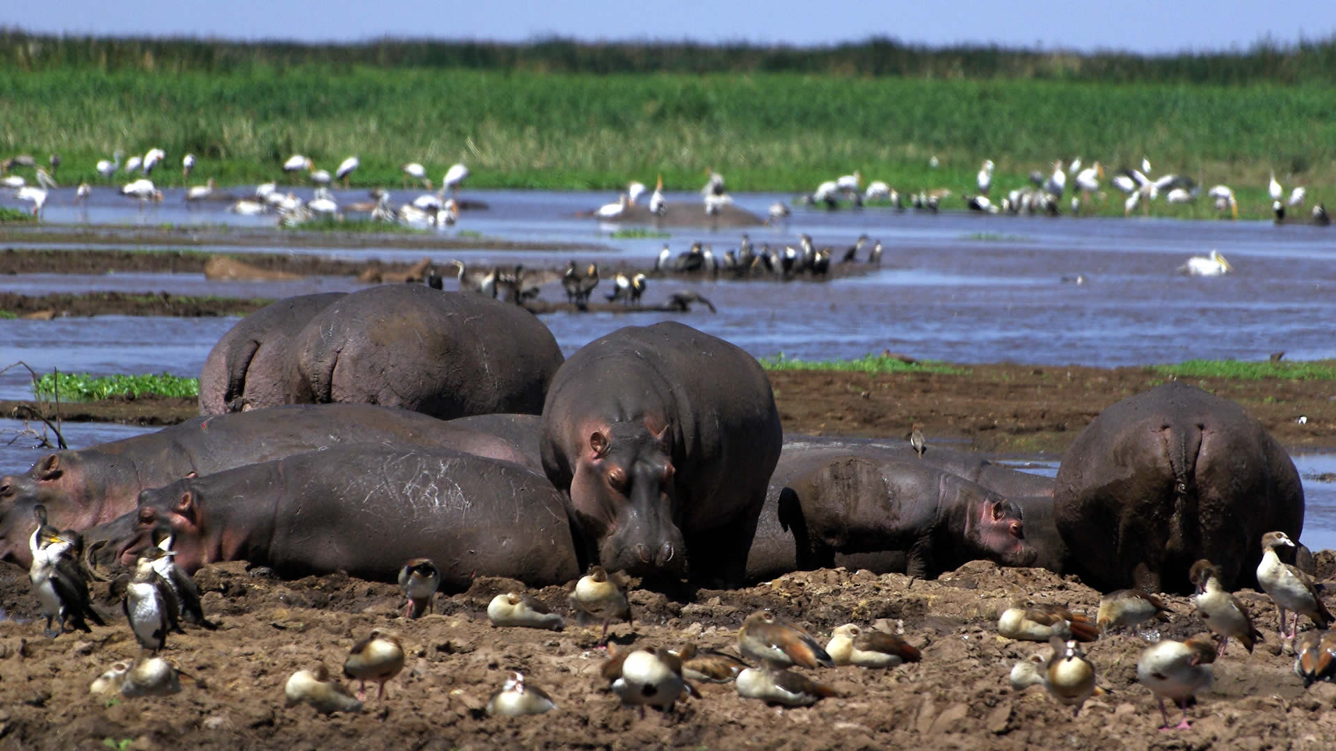 safari zanzibar