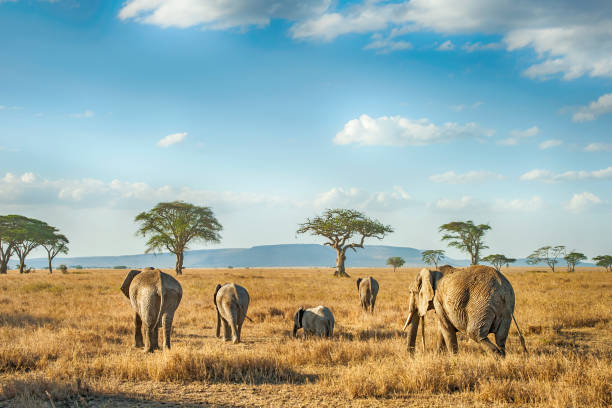 Book Safari Tanzania Book Safari Tanzania
