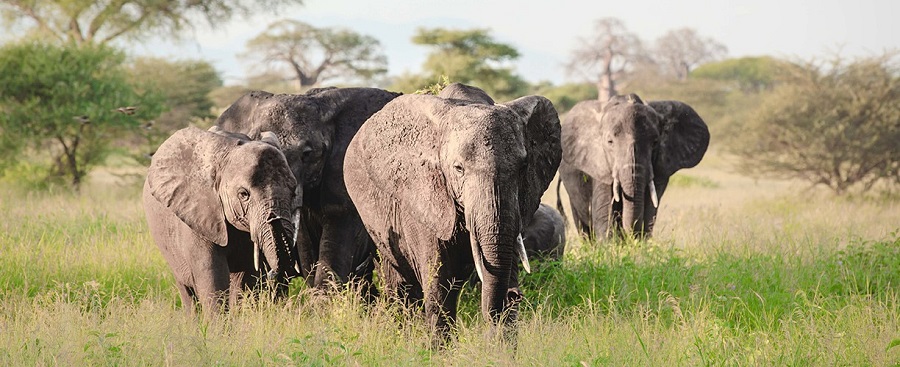 Photography Safaris January 2026