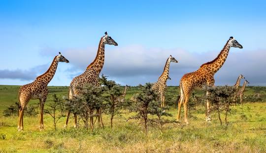 Photography Safaris January 2026