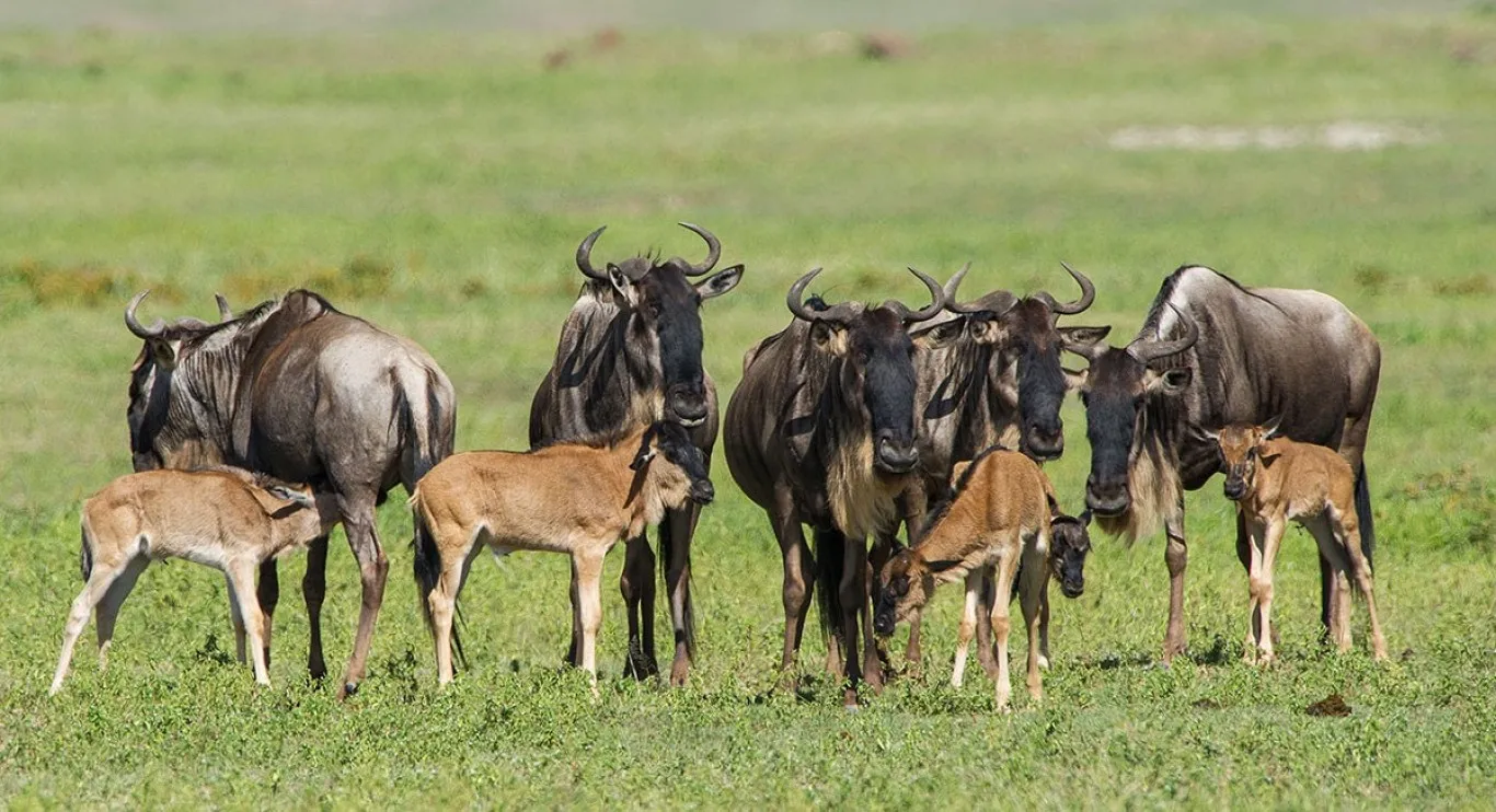 Honeymoon in Ndutu