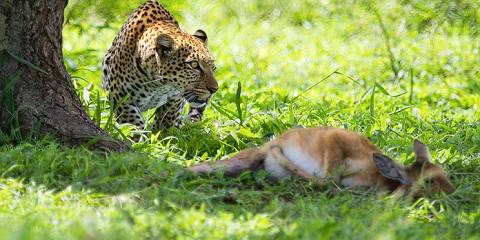 Luxury Safari & Zanzibar Honeymoon | January Luxury Safari & Zanzibar Honeymoon | January