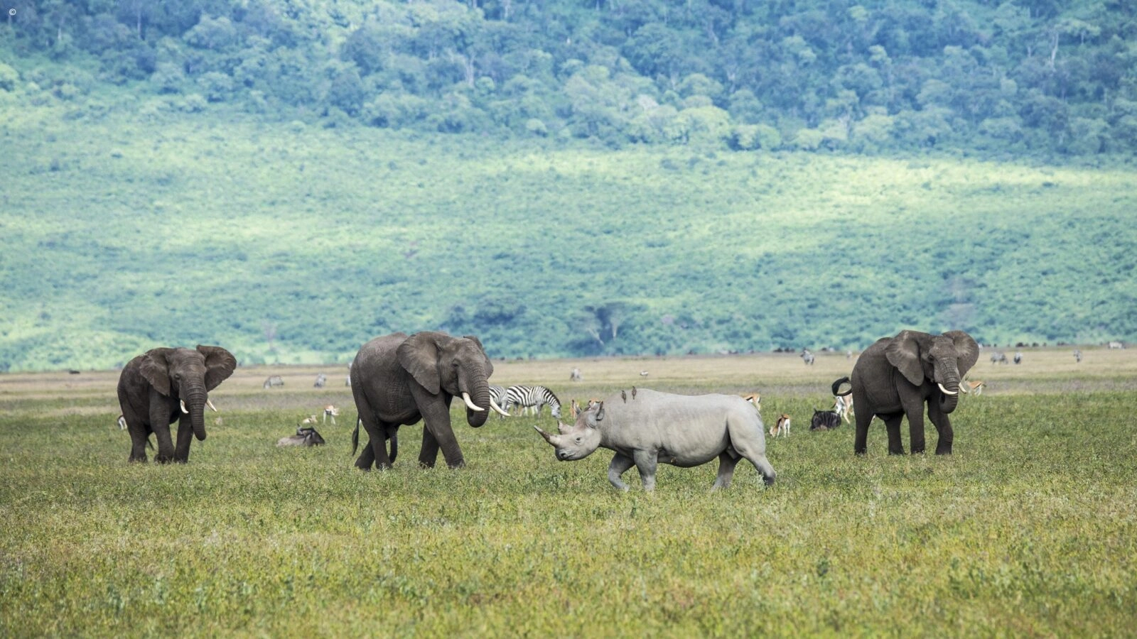Luxury Safari & Zanzibar Honeymoon | January