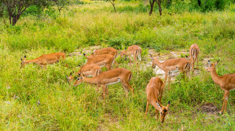 January 2026: Northern Tanzania Safari & Spice Island Escape January 2026: Northern Tanzania Safari & Spice Island Escape