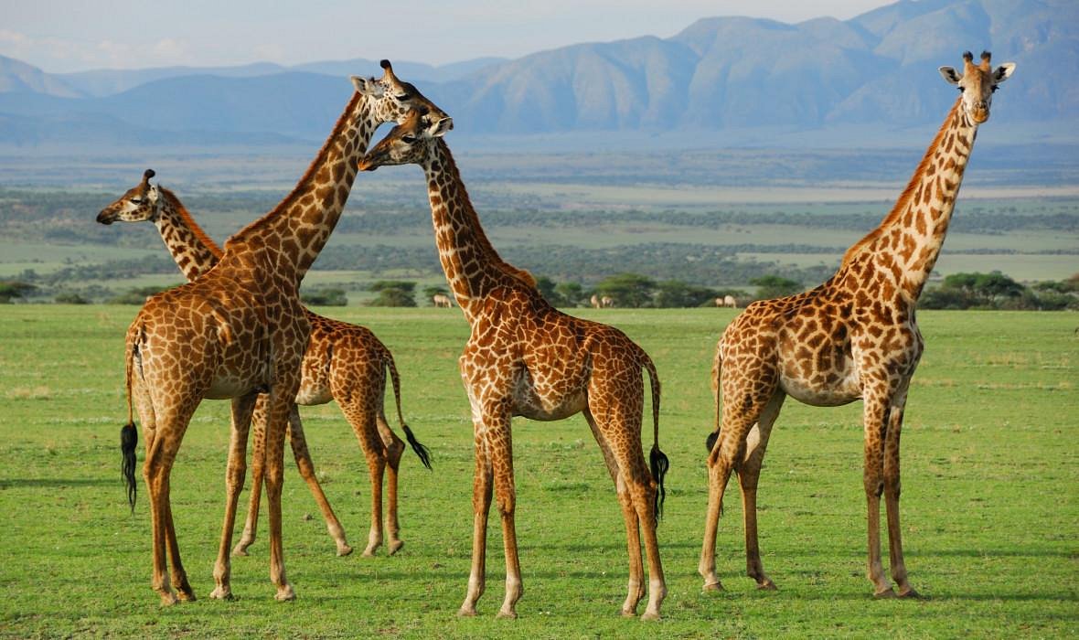 Northern Circuit Safari & Zanzibar Holiday Northern Circuit Safari & Zanzibar Holiday