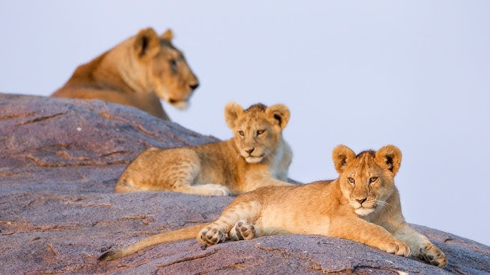 Best of Tanzania 2026: Northern Circuit Safari & Zanzibar Beaches Best of Tanzania 2026: Northern Circuit Safari & Zanzibar Beaches