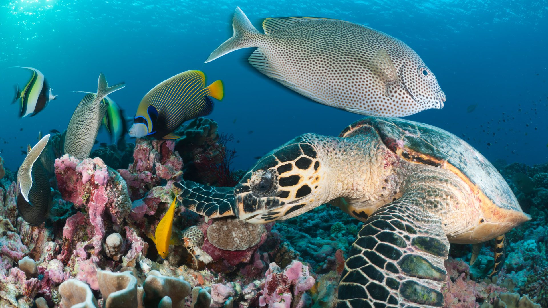 Best of Tanzania 2026: Northern Circuit Safari & Zanzibar Beaches Best of Tanzania 2026: Northern Circuit Safari & Zanzibar Beaches