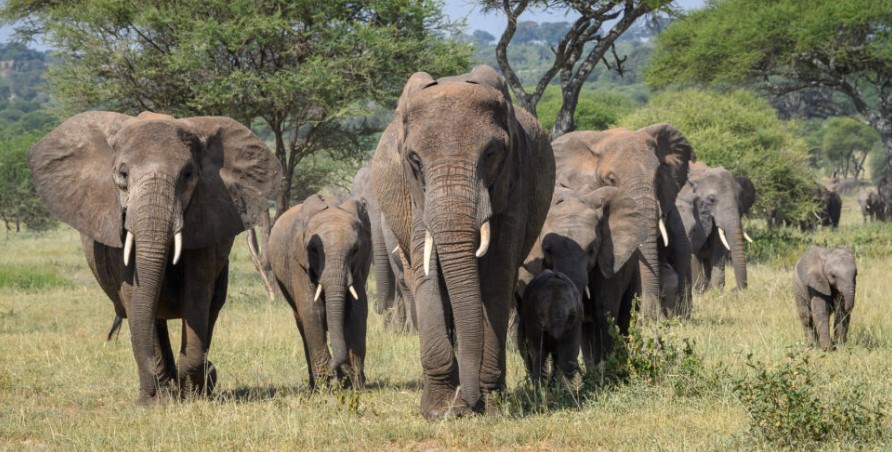 12 Day Northern Circuit Safari & Zanzibar Retreat 12 Day Northern Circuit Safari & Zanzibar Retreat