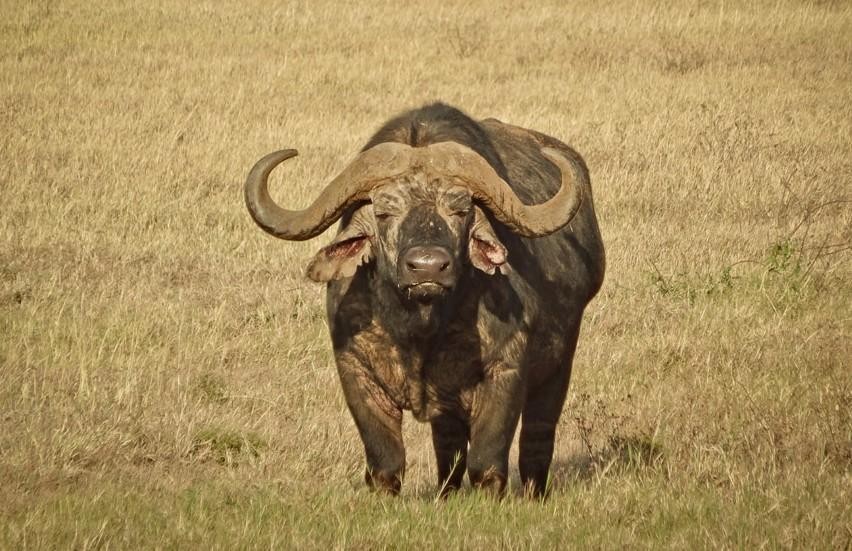 12 Day Northern Circuit Safari & Zanzibar Retreat 12 Day Northern Circuit Safari & Zanzibar Retreat