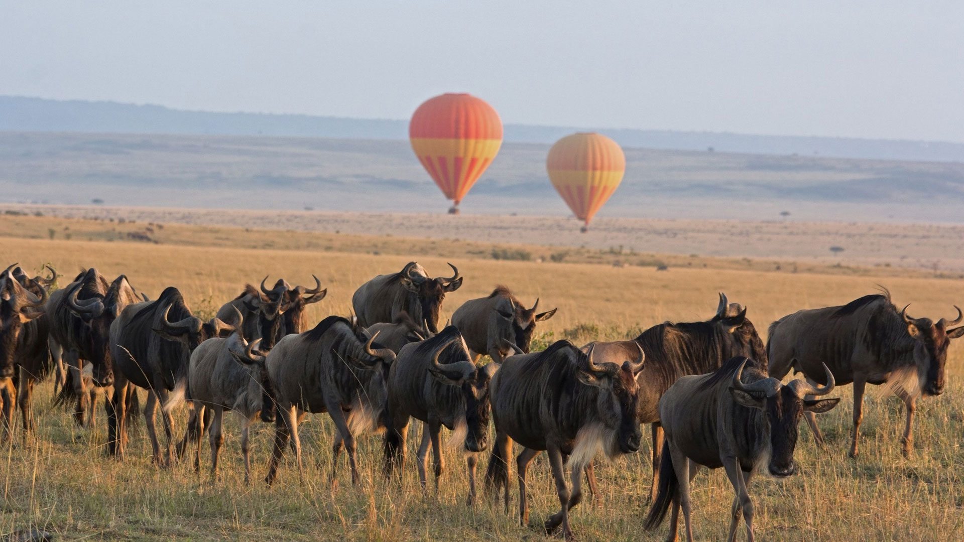 Top Rated Tanzania Safari & Zanzibar Packages for January 2026 Top Rated Tanzania Safari & Zanzibar Packages for January 2026
